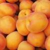 Abricots