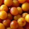 Mirabelles