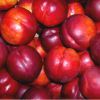 Nectarines